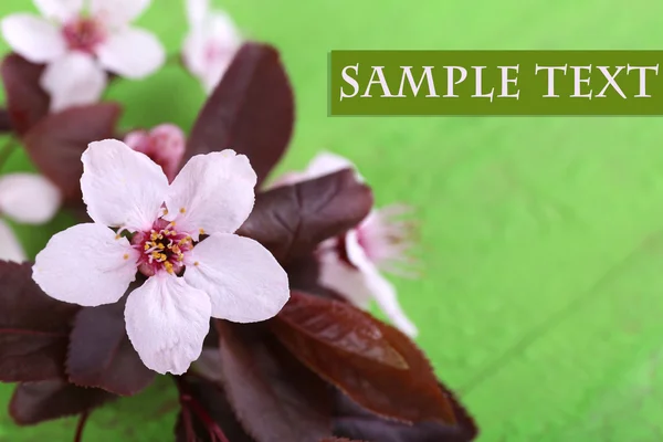 Ramo dell'albero in fiore con fiori rosa su sfondo di legno — Foto Stock