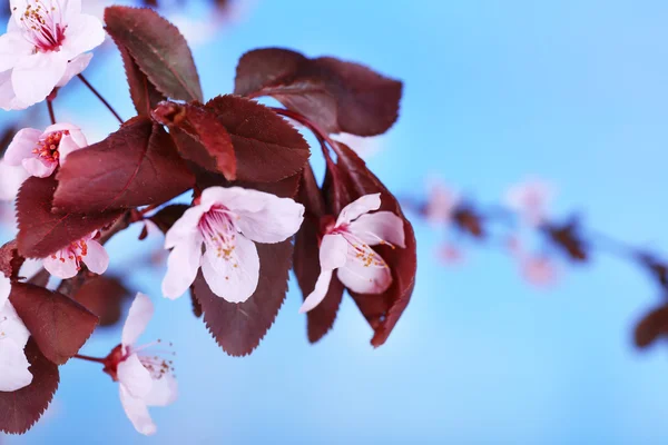Kwitnące drzewo gałąź z różowe kwiaty na jasnym tle — Zdjęcie stockowe
