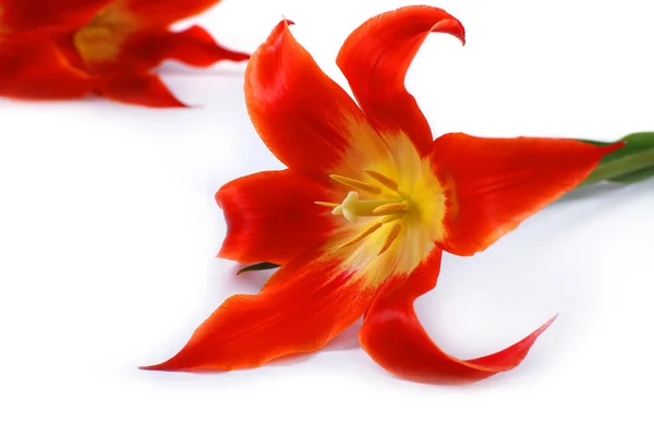 Hermosos tulipanes rojos, aislados en blanco — Foto de Stock