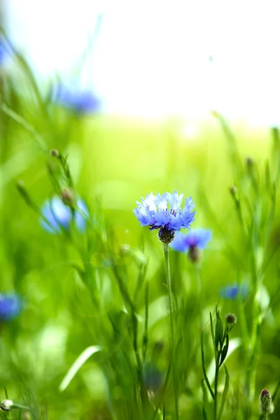 Beautiful cornflowers, outdoors — Stock Photo, Image