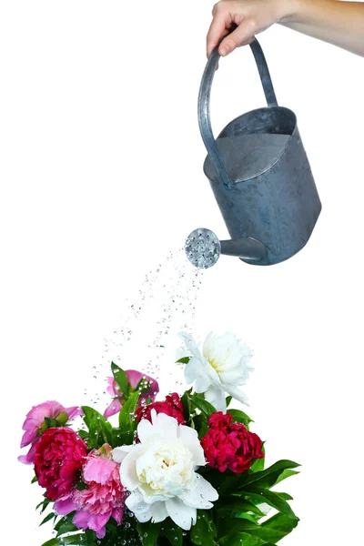 Water kan drenken bloemen geïsoleerd op wit — Stockfoto
