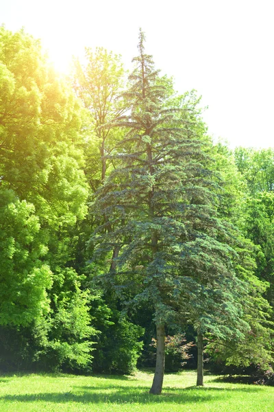 Hermoso parque al aire libre — Foto de Stock