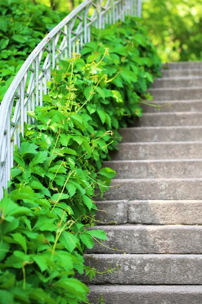 녹색 공원에서 계단 산책로 — 스톡 사진