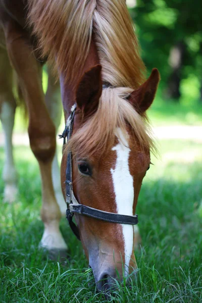Schönes braunes Pferd auf der Weide — Stockfoto