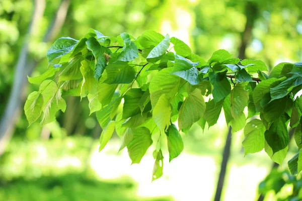 Lindas folhas verdes na árvore ao ar livre — Fotografia de Stock