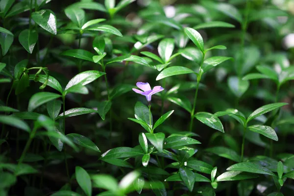 Piante primaverili in giardino — Foto Stock