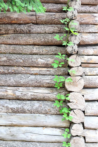 Trä loggar bakgrund — Stockfoto