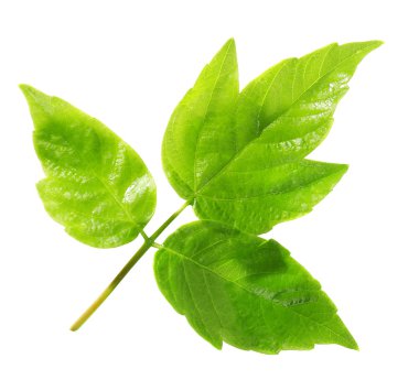 yeşil yapraklar beyaz üzerinde izole