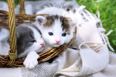 милий крихітних кошенят в кошику на зеленій траві в парку