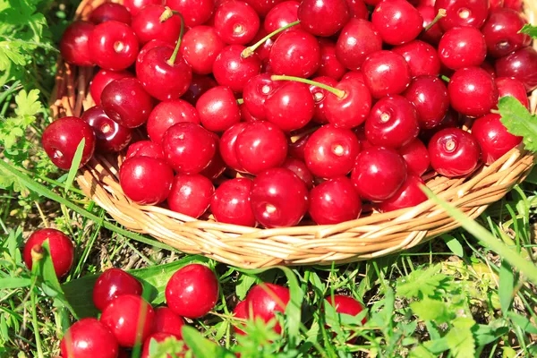 Süßkirschen auf Korbständer auf Gras Hintergrund — Stockfoto