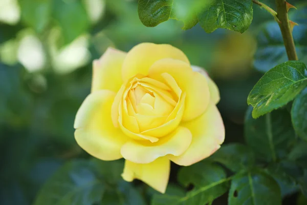 Hermosa rosa amarilla en arbusto verde —  Fotos de Stock