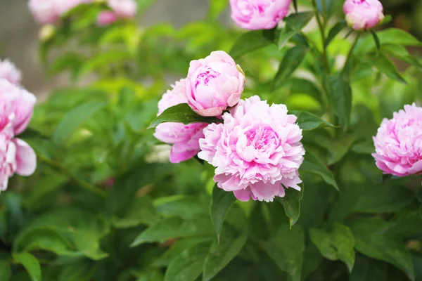 Belle peonie rosa su cespuglio verde in giardino — Foto Stock