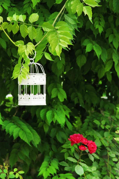 White vintage birdcage hanging on branch — Stock Photo, Image