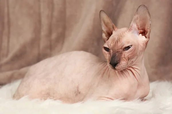 Sphynx haarloze kat op stof achtergrond — Stockfoto