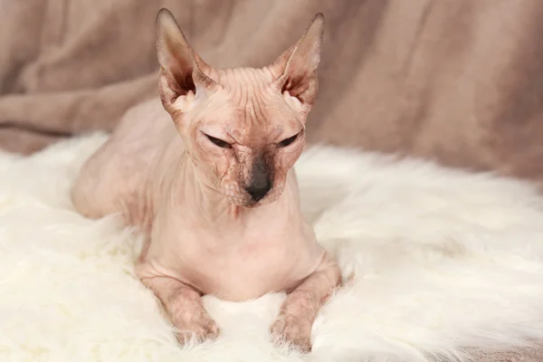 Sphynx hairless cat on fabric background — Stock Photo, Image