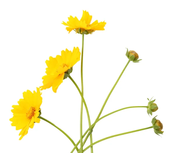 Belles fleurs sauvages isolées sur blanc — Photo