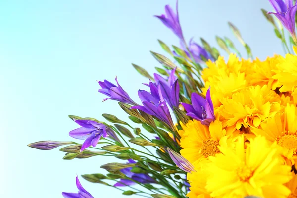 Beautiful wild flowers, on light blue background — Stock Photo, Image