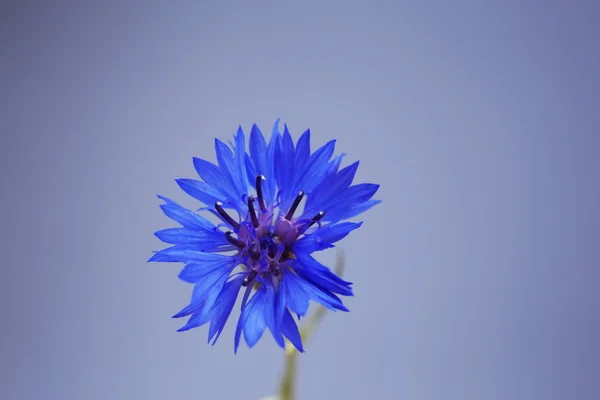 Hermosa flor silvestre sobre fondo gris — Foto de Stock