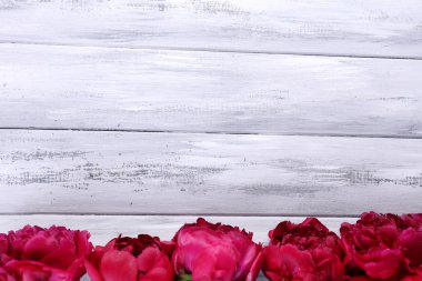 güzel pembe peonies