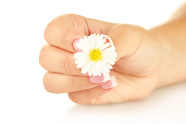 Weiße Chrysantheme mit Frauenhand — Stockfoto