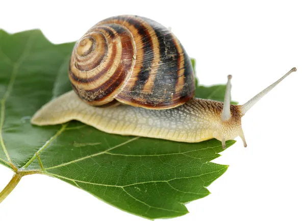 Escargot sur feuille — Photo