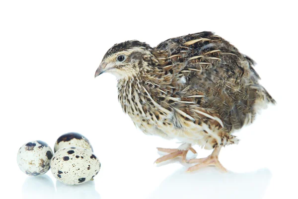 Codorniz jovem com ovos — Fotografia de Stock