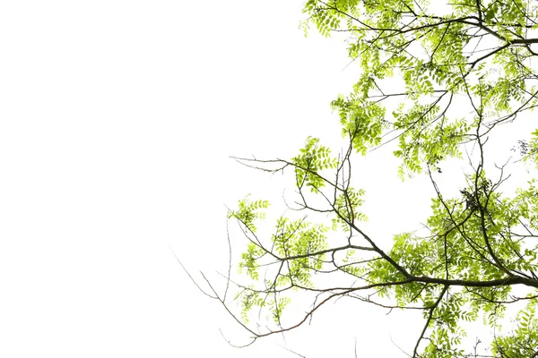 美しい春のツリーを葉します。 — ストック写真