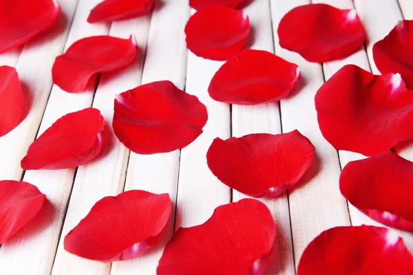 Beautiful petals of red roses — Stock Photo, Image