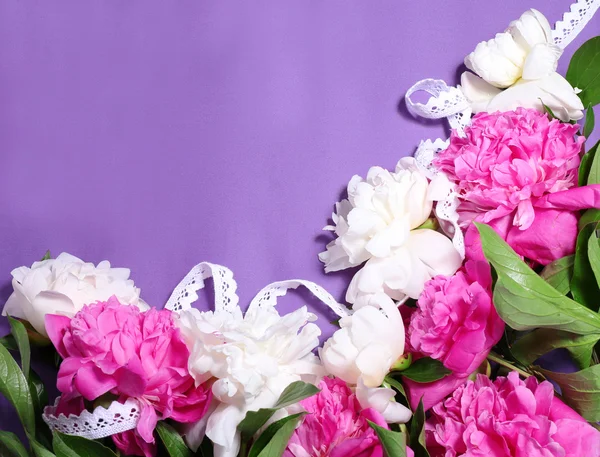 Piękne różowe i białe Peonie — Zdjęcie stockowe