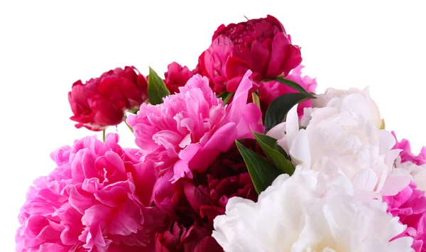 Beautiful pink and white peonies — Stock Photo, Image