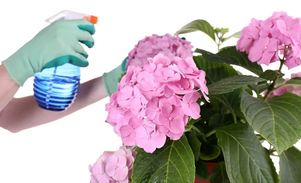 Processo de cuidar da flor de hortênsia — Fotografia de Stock