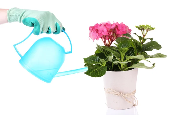 Process of caring for  hydrangea flower — Stock Photo, Image