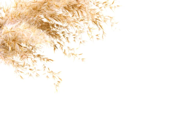 Cana, isolada sobre branco — Fotografia de Stock