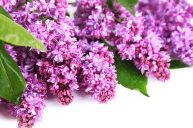 Eflatun çiçekler çok güzel