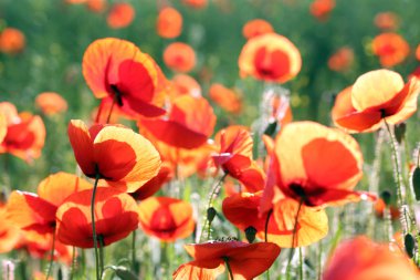 parlak kırmızı haşhaş çiçekleri