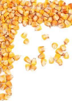 Corn seeds