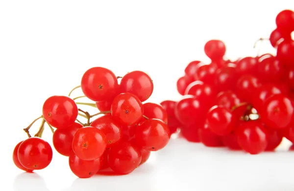 Rote Beeren von Viburnum — Stockfoto