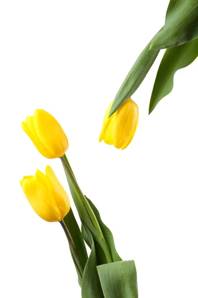 Indah tulip — Stok Foto