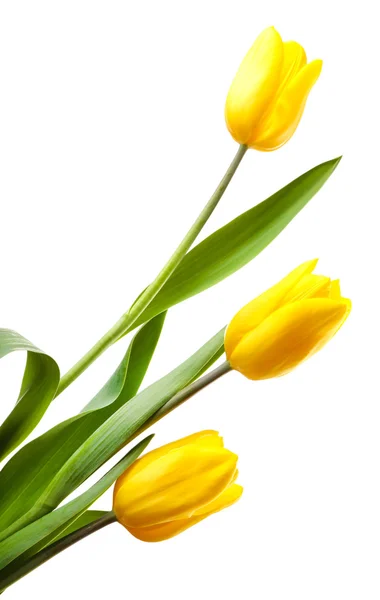 Beautiful tulips — Stock Photo, Image