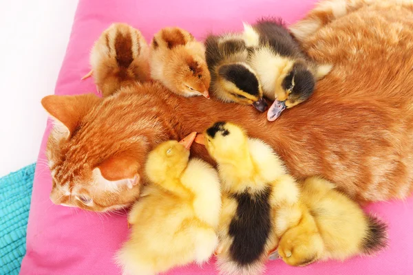 Belevaló, aranyos kiskacsák — Stock Fotó