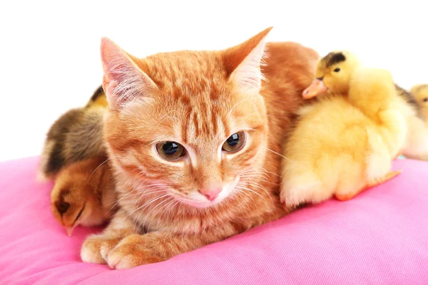 Красная кошка с милыми утятами на розовой подушке — стоковое фото
