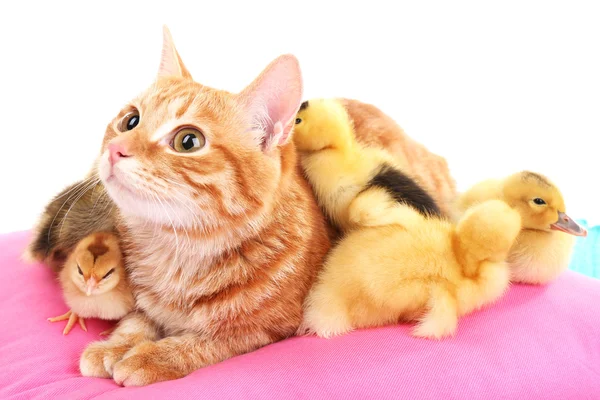 Red cat with cute ducklings on pink pillow — Stock Photo, Image