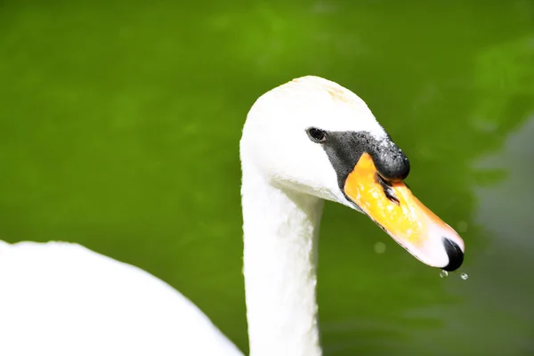 Cisne Branco — Fotografia de Stock