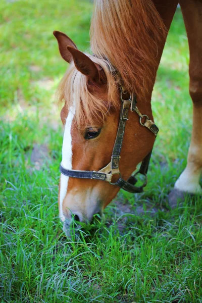 Hermoso caballo marrón en el pasto —  Fotos de Stock