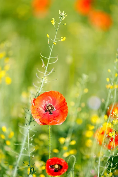 Parlak kırmızı haşhaş çiçekleri — Stok fotoğraf