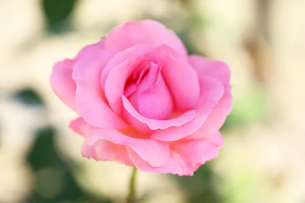 Beautiful pink rose on green bush — Stock Photo, Image