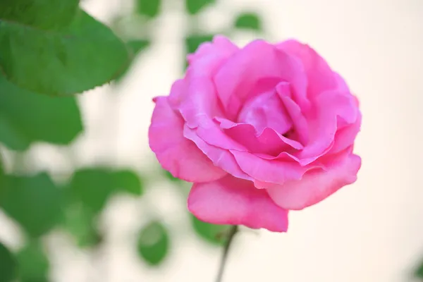 美丽的粉红色玫瑰绿色灌木上 — 图库照片