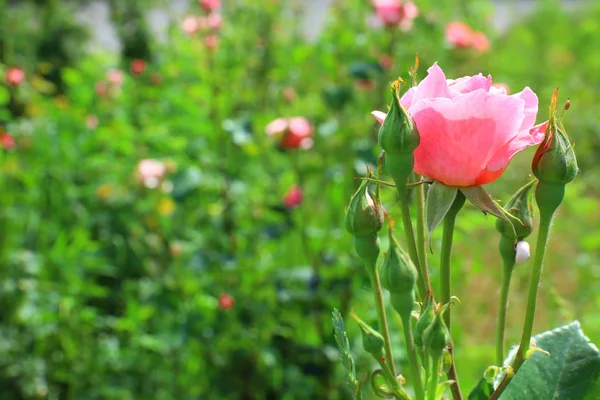 Mooie roos in de tuin — Stockfoto