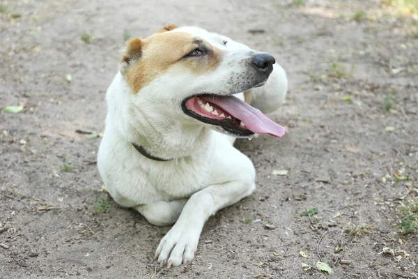 Grappige grote alabai hond — Stockfoto