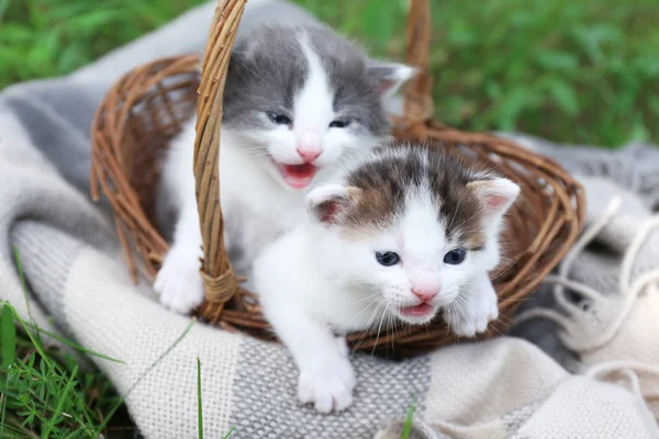 바구니에 귀여운 작은 새끼 고양이 — 스톡 사진